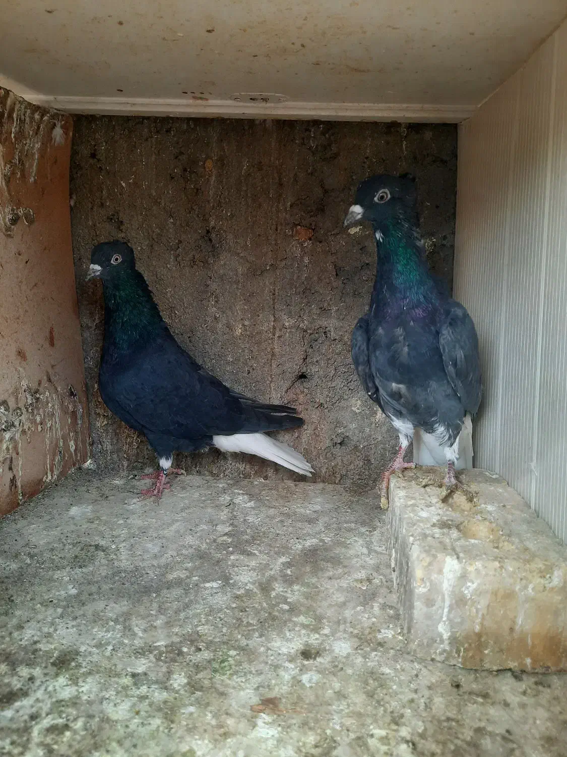 زاغ دم سفید|پرنده|مشهد, هنرستان|دیوار