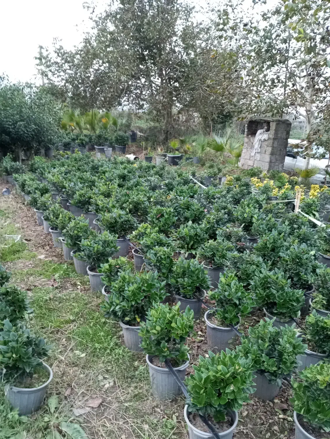 فروش یاس هلندی سطل ۱۰|گل و گیاه طبیعی|املش, |دیوار