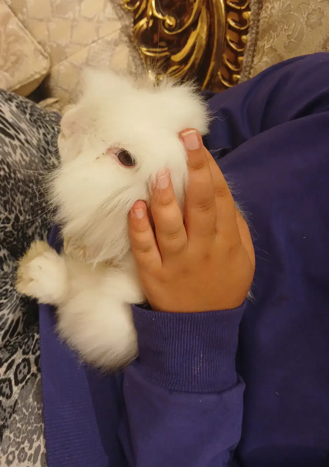 خرگوش لوپ تمیز و دستی و سرحال و بانمک|موش و خرگوش|یزد, |دیوار