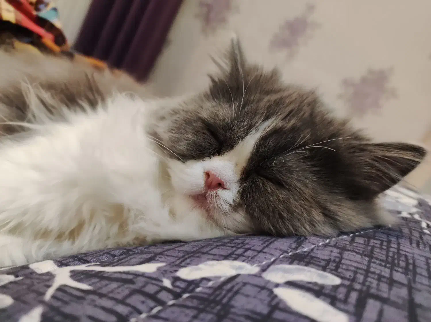 گربه ی بریتیش|گربه|رشت, گلزاران|دیوار