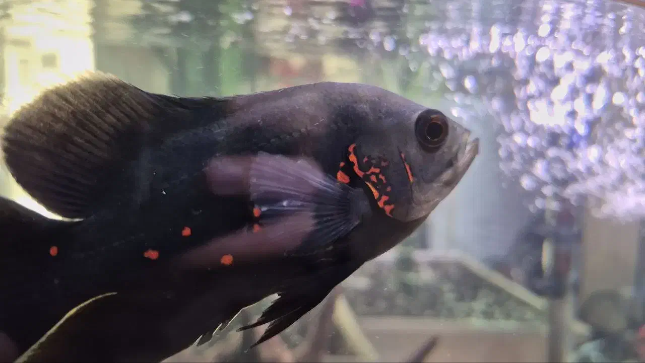 ماهی پرت|ماهی|تهران, دانشگاه شریف|دیوار