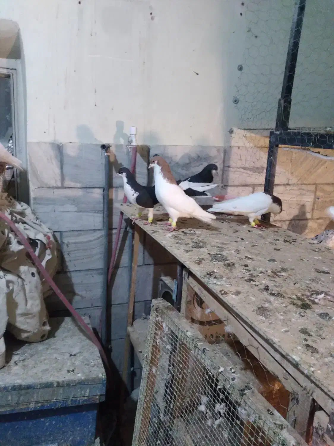 شصتی|پرنده|محمدیه-قزوین, |دیوار