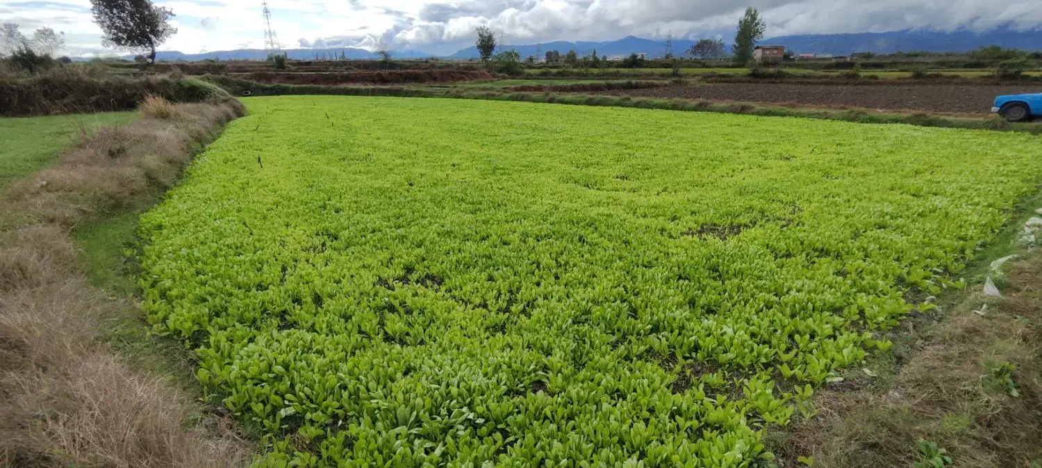 نشا کاهو (سرپیچ)|خدمات باغبانی و درختکاری|امامزاده عبدالله, |دیوار