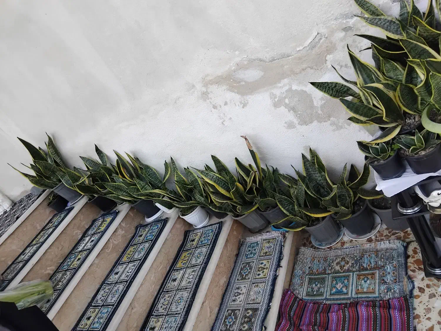 گل سانسوریا|گل و گیاه طبیعی|لاهیجان, آهندان|دیوار