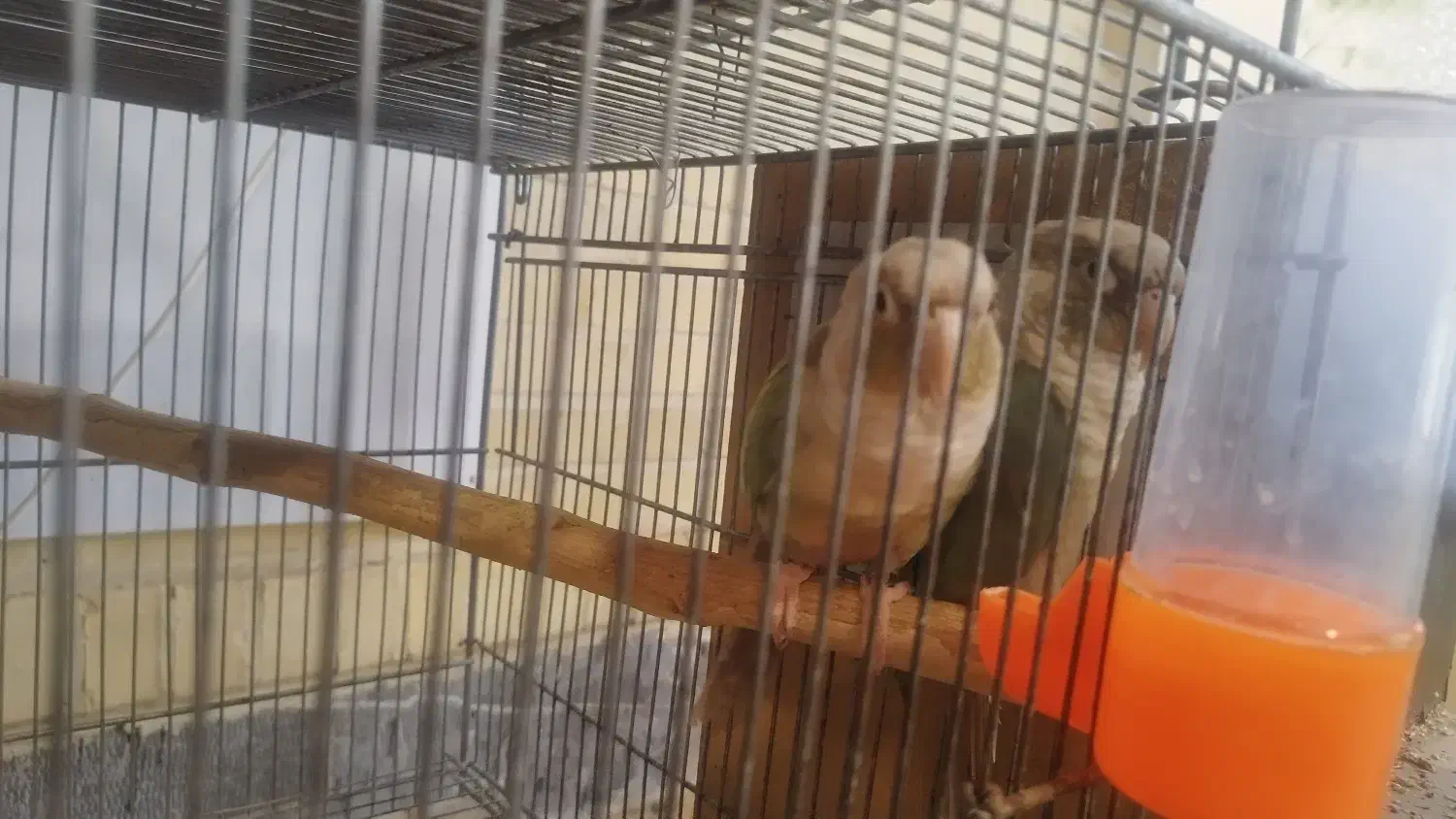 فروش طوطی گرینچیک و کوتوله|پرنده|بروجن, |دیوار