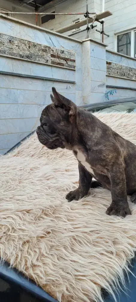 فرنچ بولداگ|سگ|ابهر, |دیوار