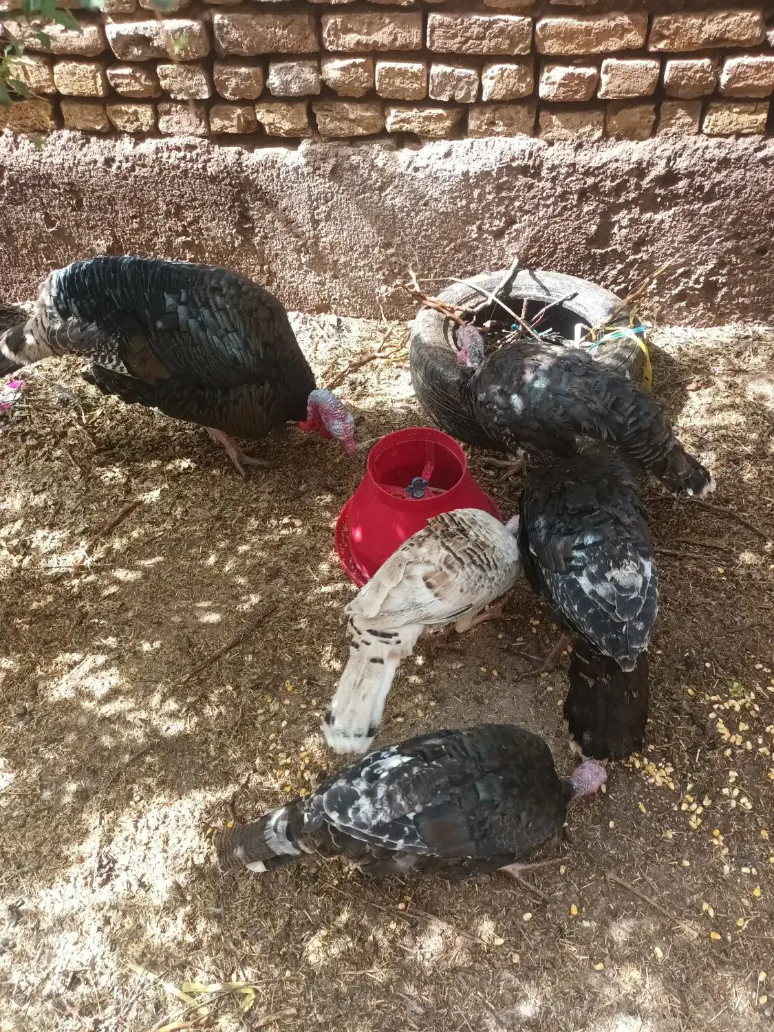 بوقلمون  مرغ وخروس  غاز|حیوانات مزرعه|قزوین, |دیوار