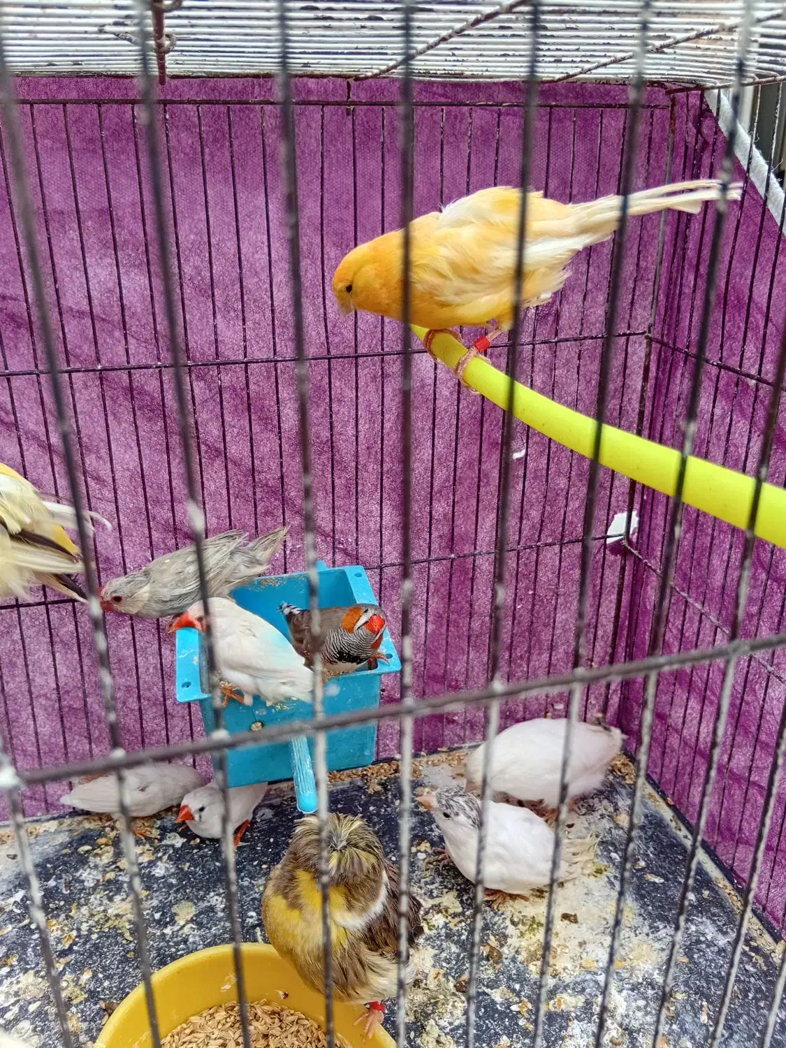 مرغ عشق|پرنده|قم, شهرک فاطمیه|دیوار