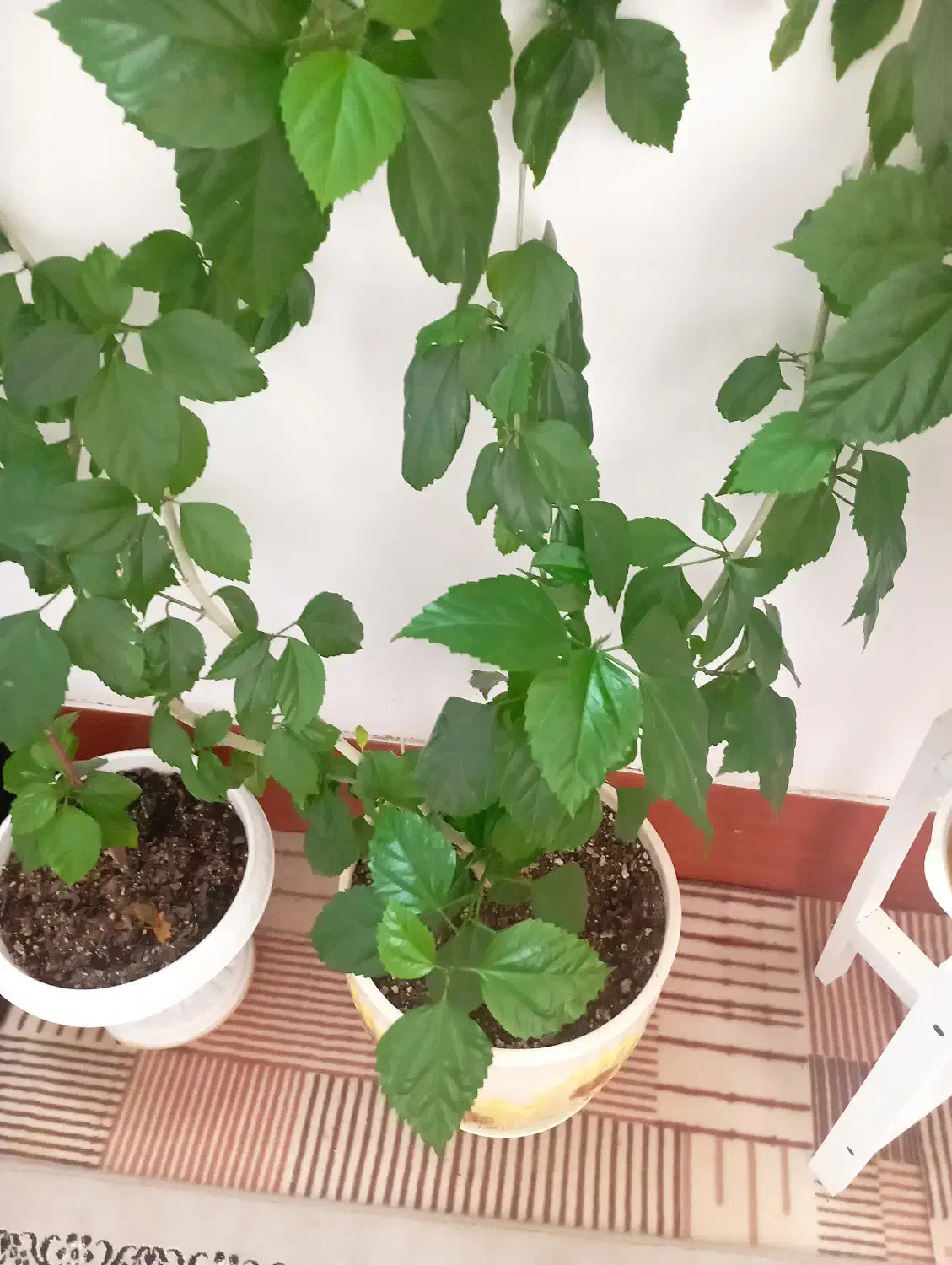 گل ختمی|گل و گیاه طبیعی|فیروزه, |دیوار