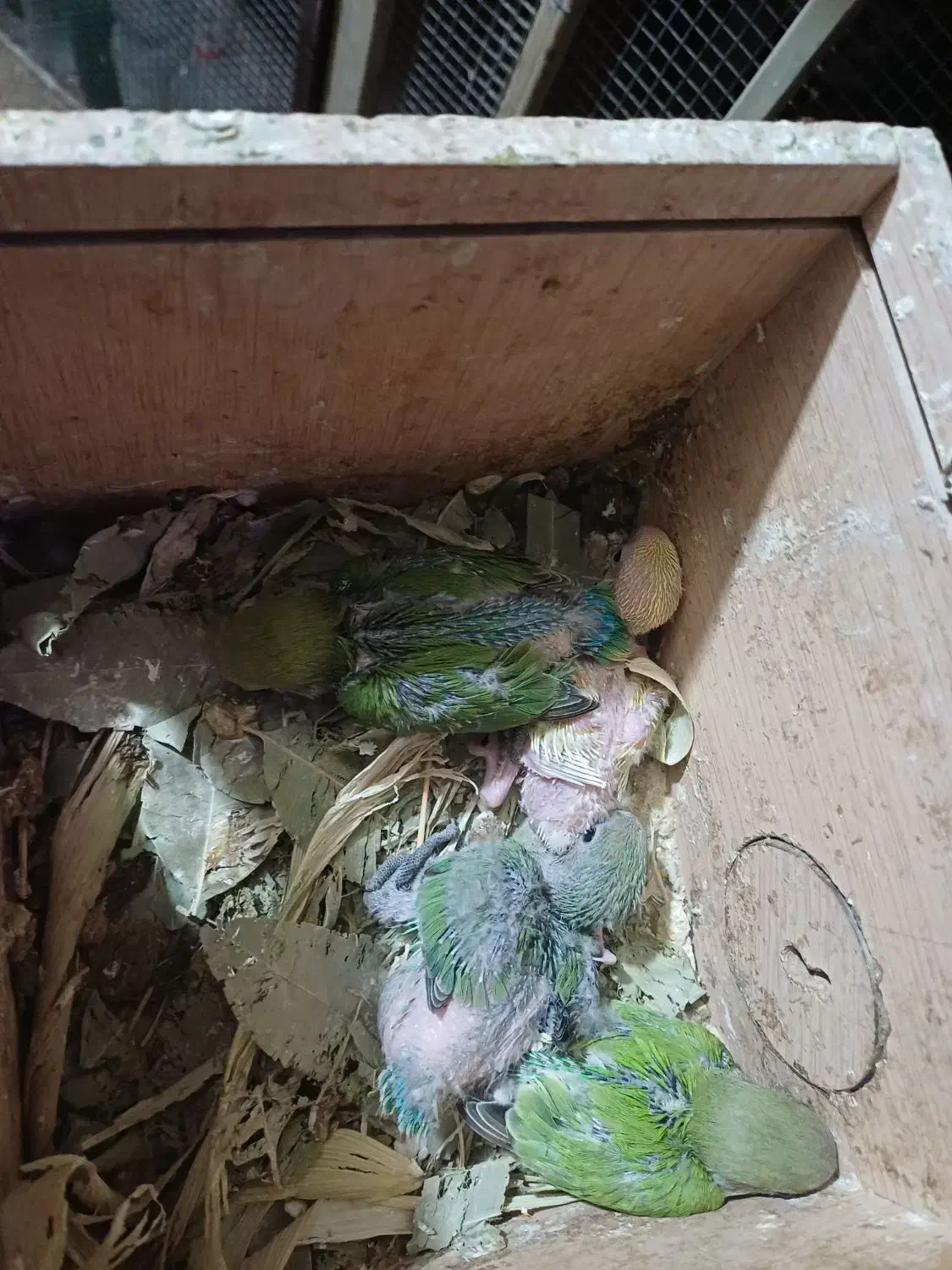 طوطی سرلاکی|پرنده|شوش, |دیوار