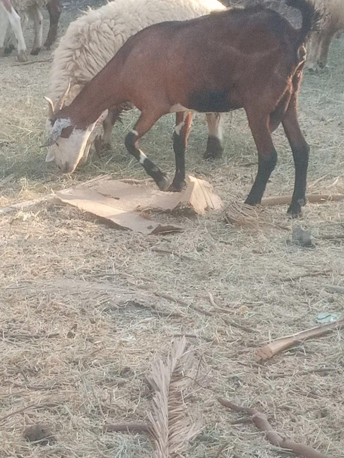 بزکهره فروشی         شهر بلوک|حیوانات مزرعه|بلوک, |دیوار