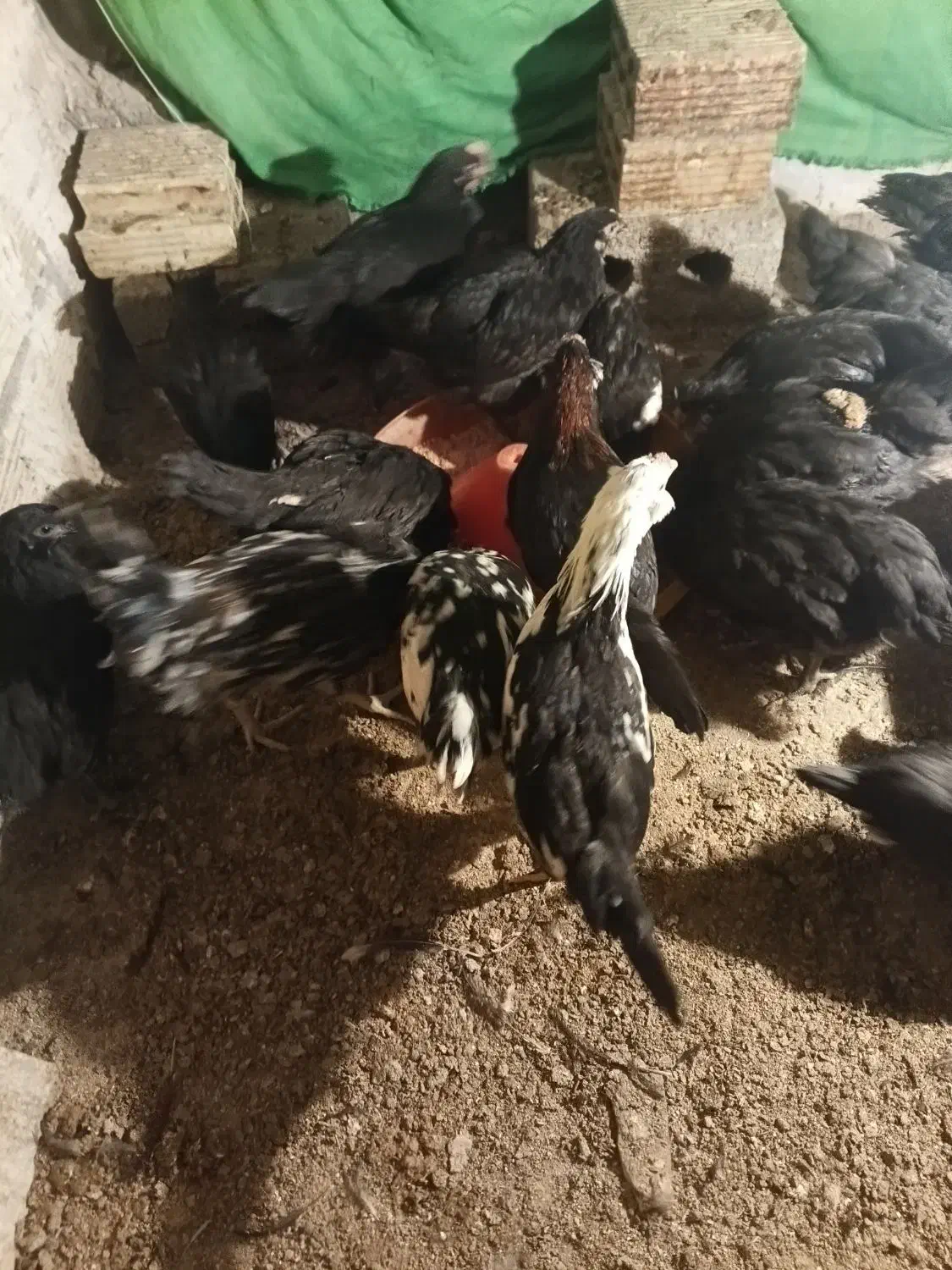 خروس چی نژاد گلین و استر لوپ|حیوانات مزرعه|نجفآباد, جعفرآباد|دیوار