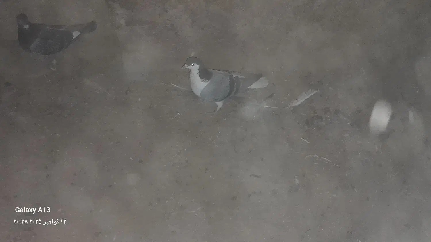 یک عدد امری سبز ماده|پرنده|فرح دشت, |دیوار