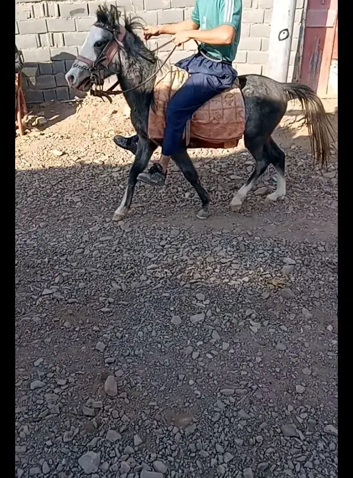 اسب|اسب و تجهیزات اسب‌سواری|تربت جام, میان جام|دیوار