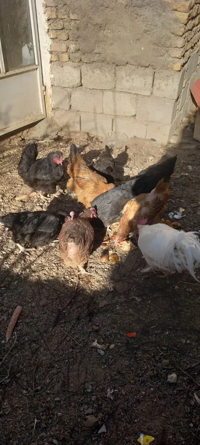 فروش مرغ وخروس|حیوانات مزرعه|چادگان, |دیوار