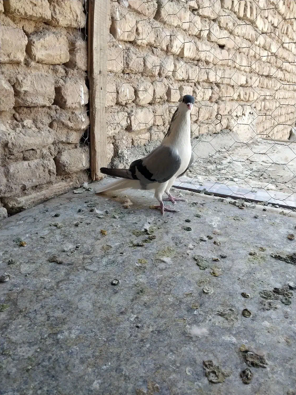 نرخوشرنگ جوان فروشی۴۰۰تومان|پرنده|نجف‌آباد, یزدانشهر|دیوار