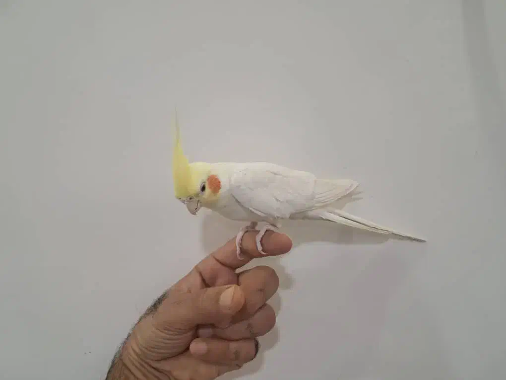 عروس هلندی لوتینو نر|پرنده|خورموج, |دیوار