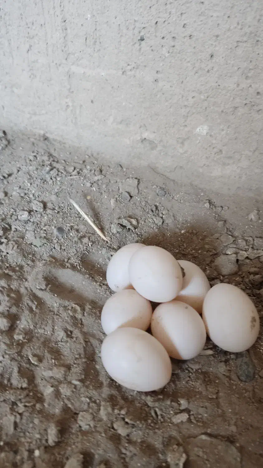 تخم کبوتر تازه|پرنده|اصفهان, جی شیر|دیوار