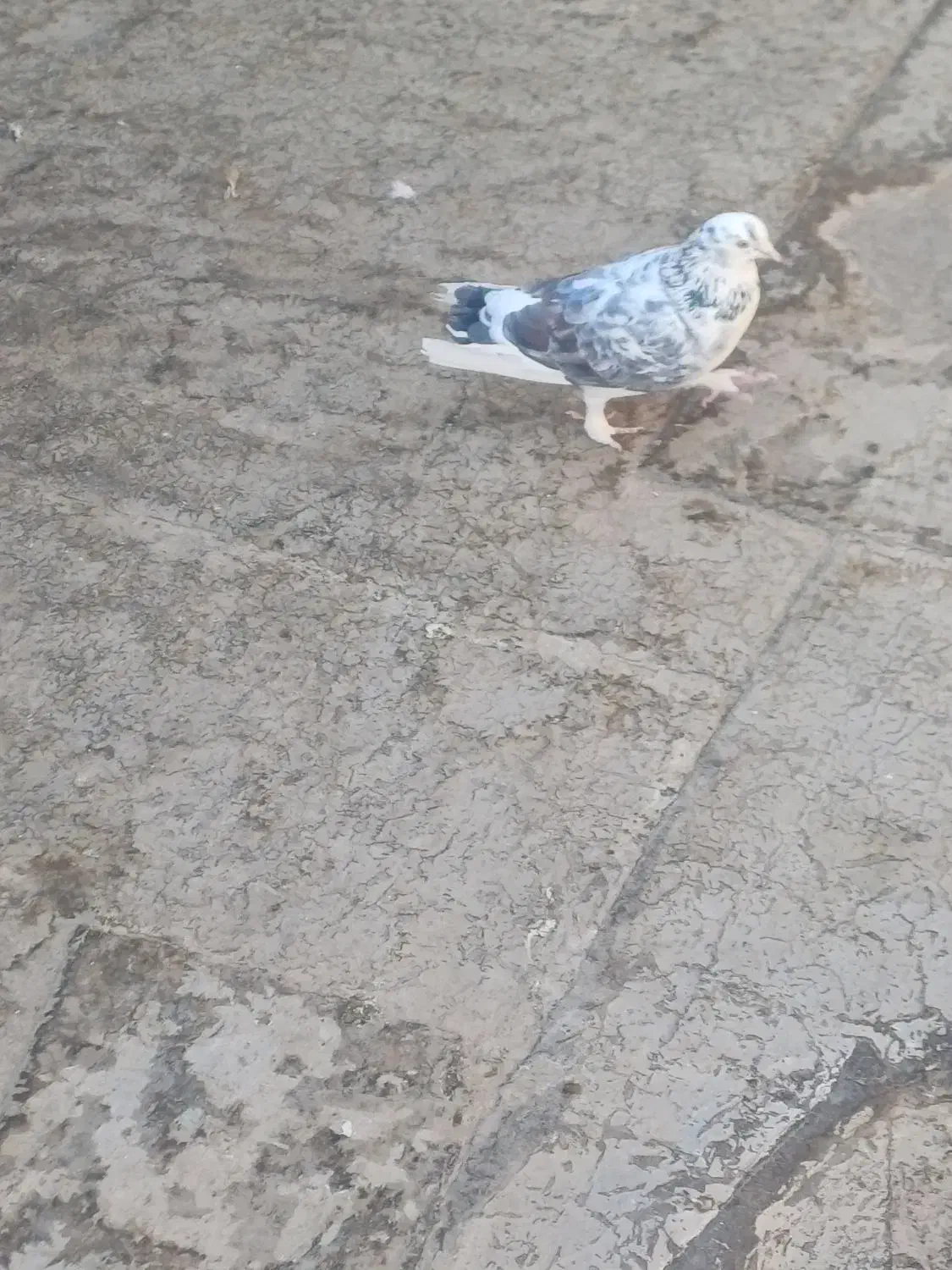 ۲ تا کفتر پرشی|پرنده|قم, بنیاد|دیوار