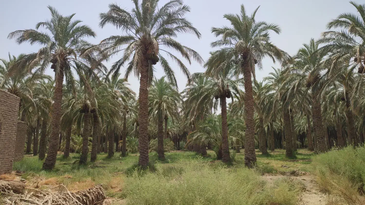 300اصله درخت خرما با12ساعت آب موتور 8|فروش زمین و ملک کلنگی|ریگان, |دیوار