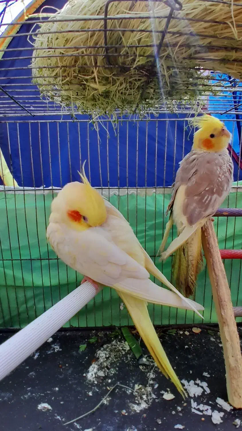 عروس جفت|پرنده|رشت, کوی مهر|دیوار