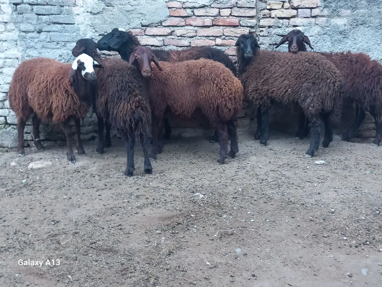 ۶عدد بره ماده جنس قزل افشار درجه یک فوری|حیوانات مزرعه|سیجوال, |دیوار