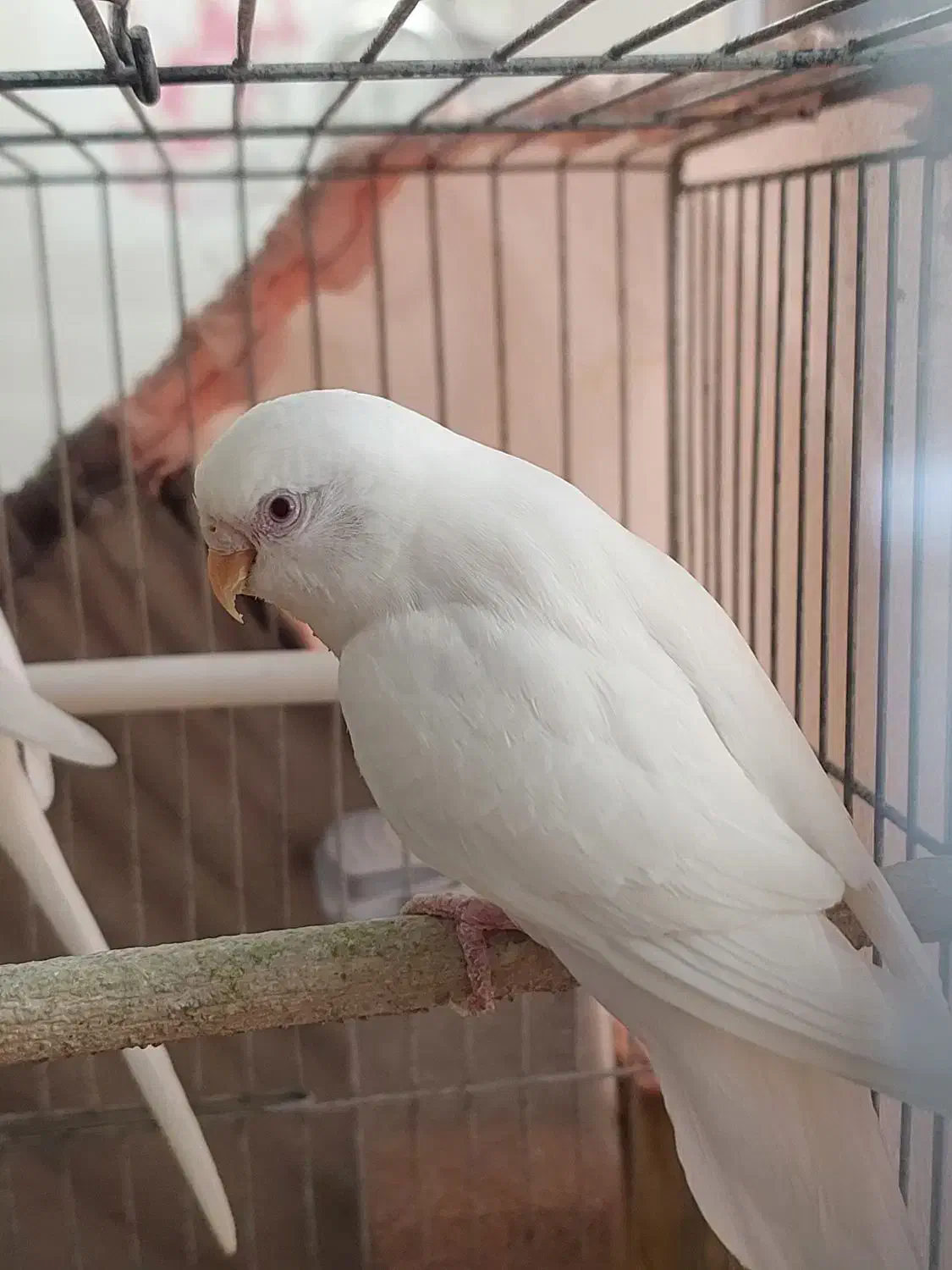 معاوضه 1 جفت مرغ عشق سفید با یک جوجه عروس هلندی|پرنده|زرقان, |دیوار