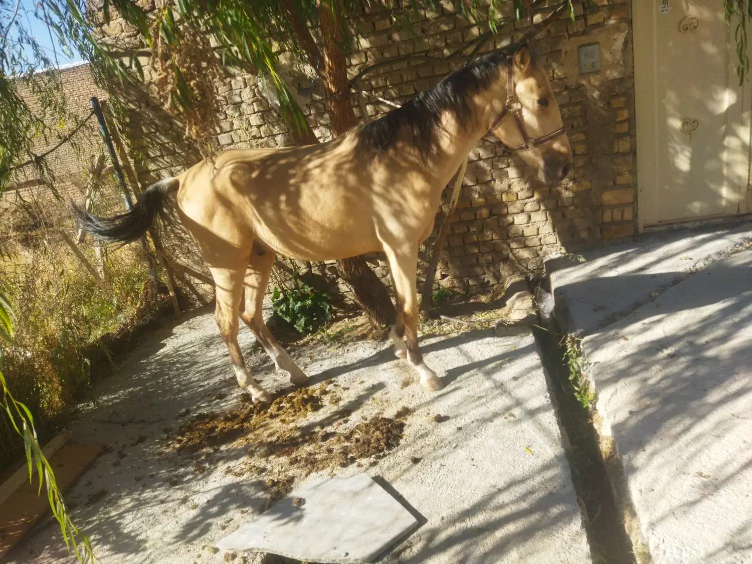 اسب عرب|اسب و تجهیزات اسبسواری|زنجان, |دیوار