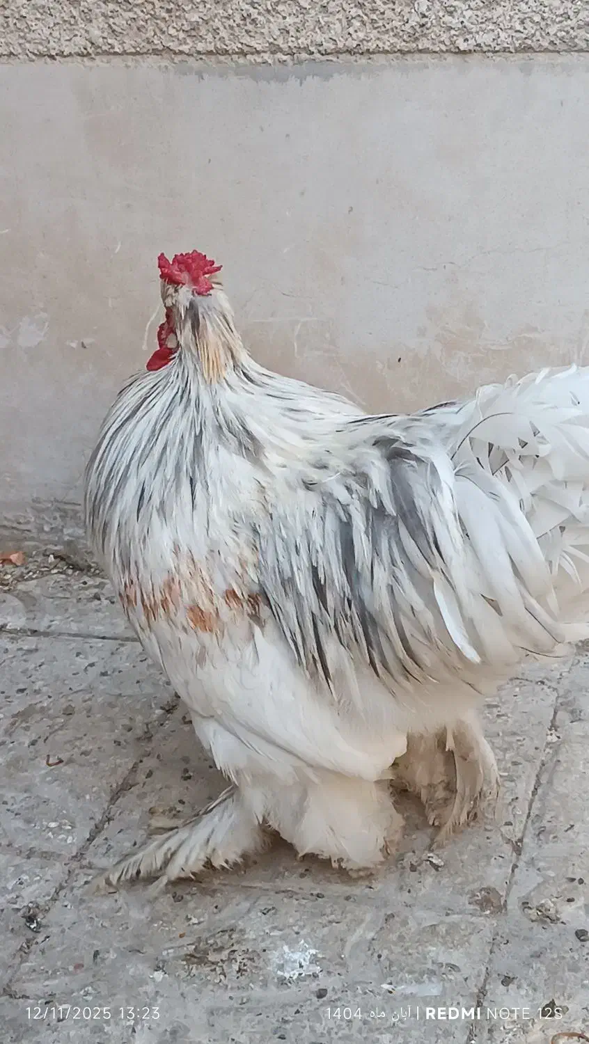 خروس جوان پر پا|حیوانات مزرعه|مشهد, ایثار|دیوار