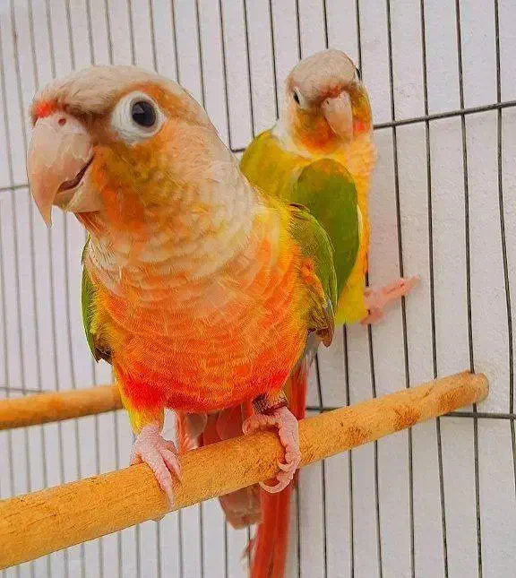 طوطی گرینچیک نر آماده به جفت/راهب/ملنگو/عروس/پرنده|پرنده|رشت, قاسمیه|دیوار