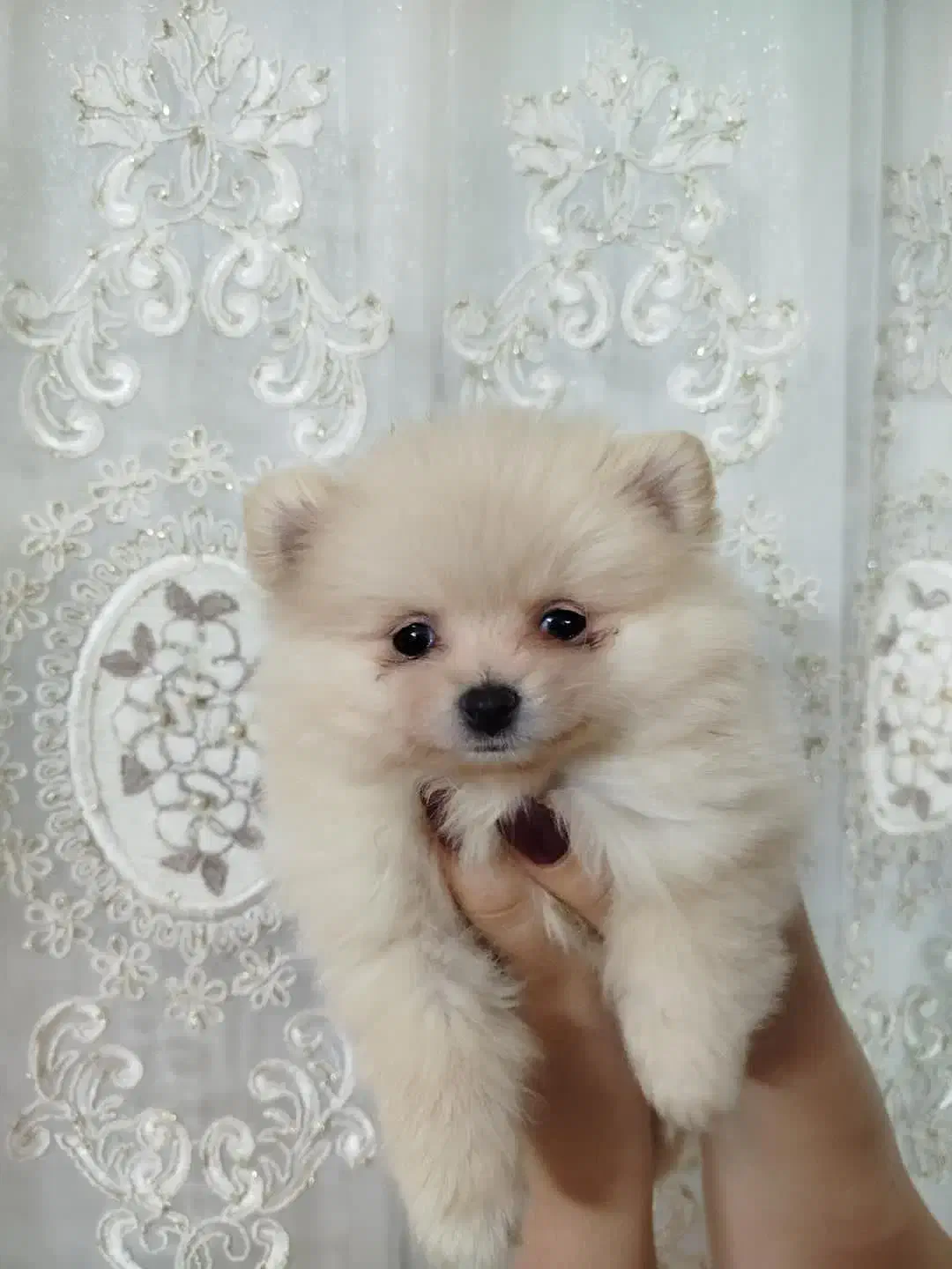 سگ پامر خرسی، پت جیبی|سگ|اصفهان, شاهد|دیوار