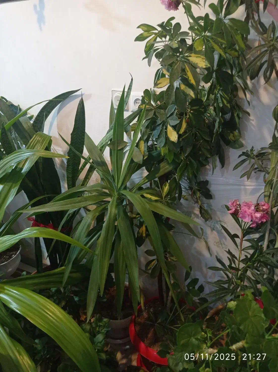 گل مناسب برای رستوران بانک ،شرکت عالی و سرحال|گل و گیاه طبیعی|شهرکرد, |دیوار