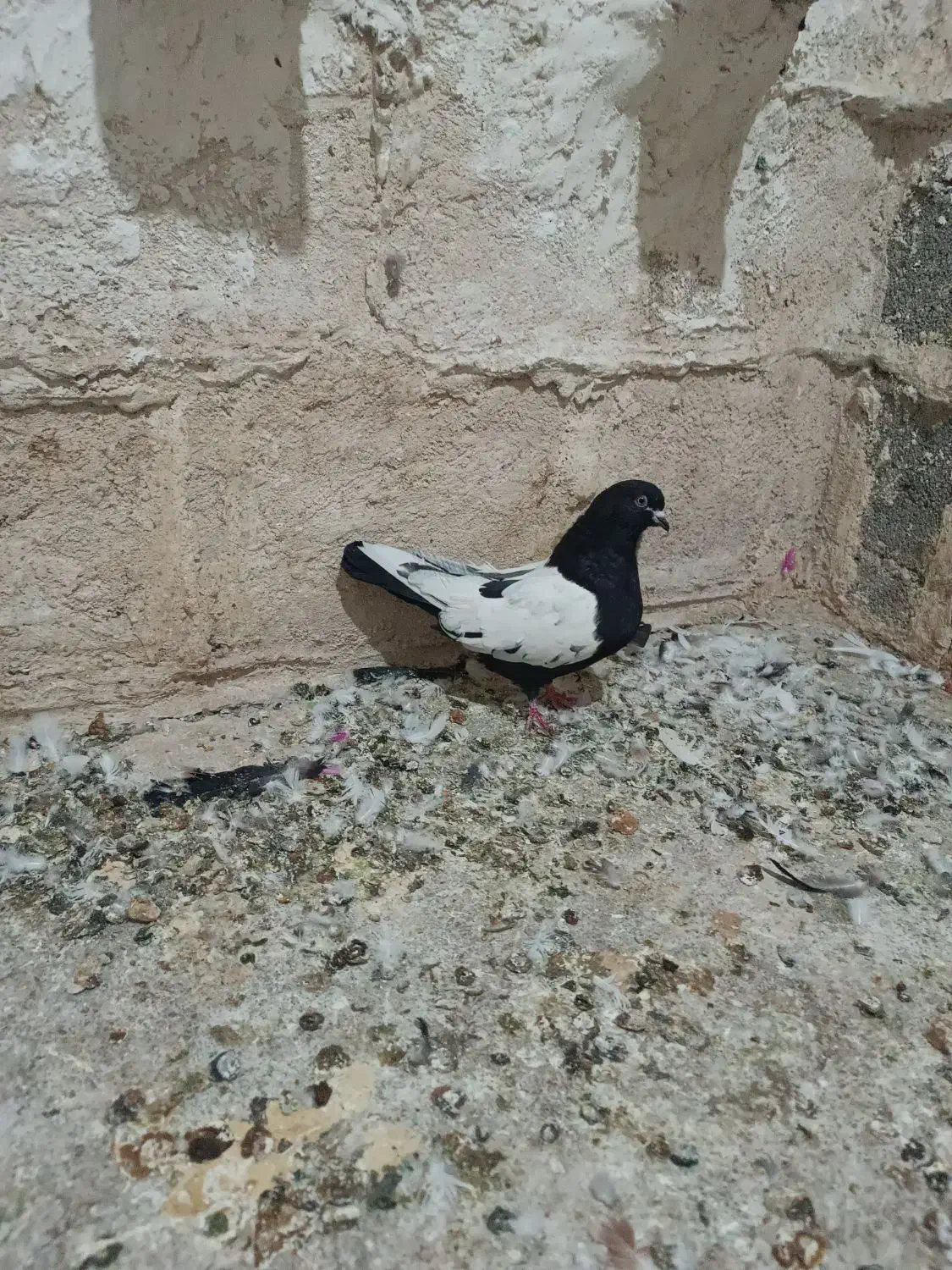 کبوتر|پرنده|فیروزآباد (لرستان), |دیوار