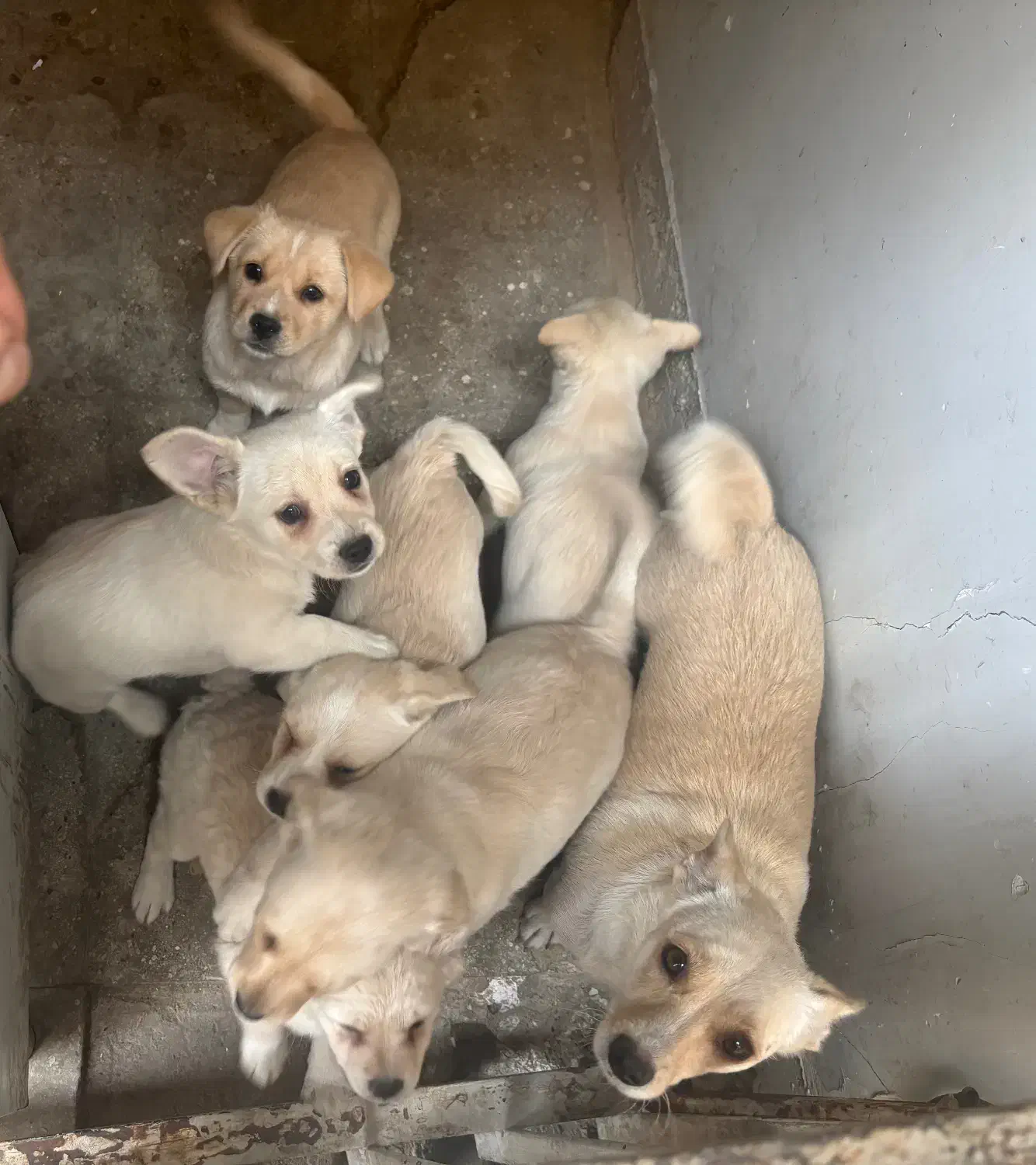 توله خرسی|سگ|تهران, کوثر|دیوار