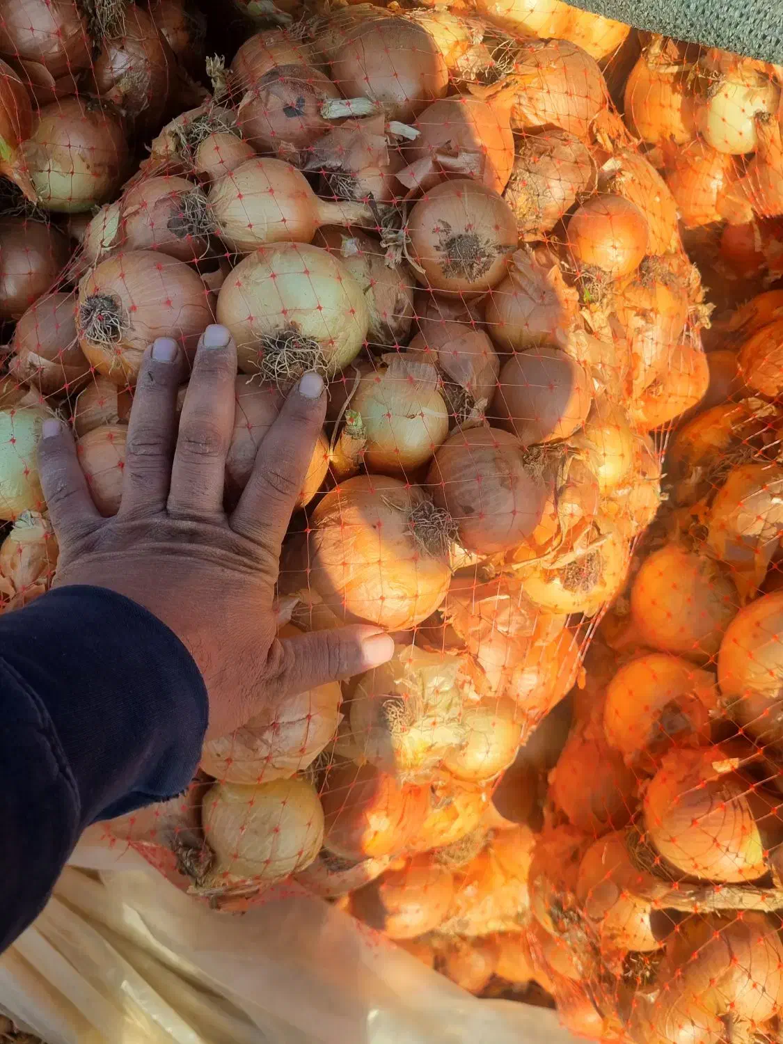 پیاز ی|حراج|تهران, میدان میوه و ترهبار مرکزی|دیوار