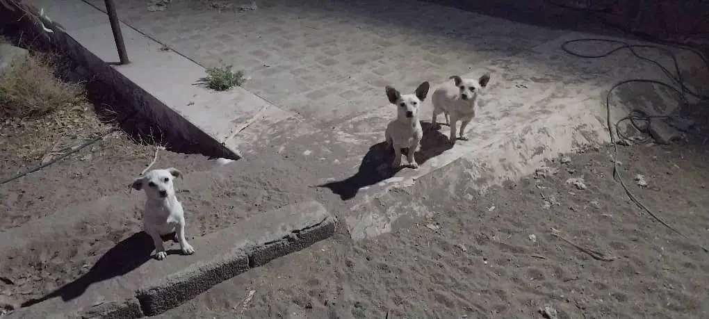 ۳عدد،طوله سگ ۴ماهه|سگ|رفسنجان, |دیوار