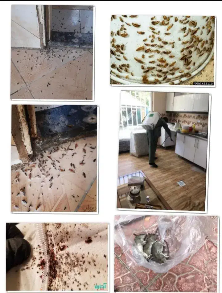 سمپاشی سوسک سم پاشی ساس کنه حشرات تمام نقاط مشهد|خدمات نظافت|مشهد, امامیه (شهرک غرب)|دیوار