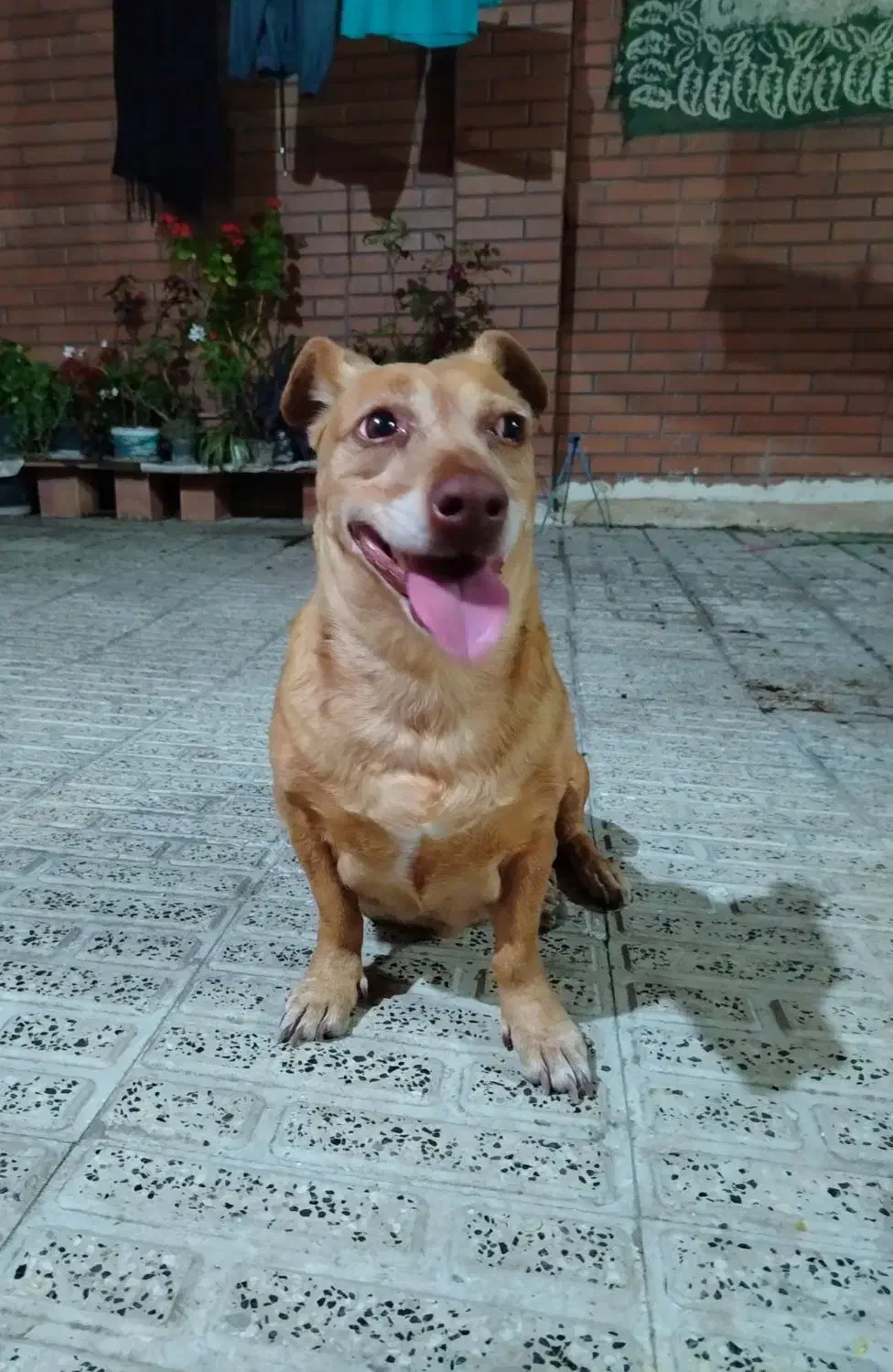 سگ پا کوتاه|سگ|گرگان, |دیوار