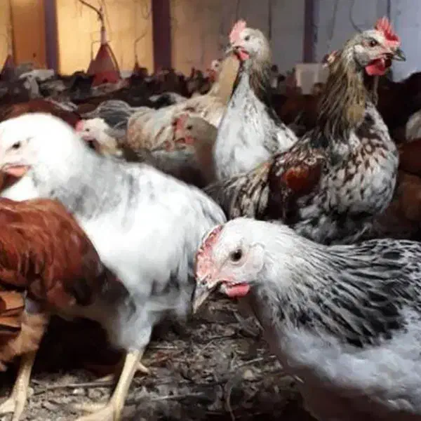 جوجه های (مرندی) و( گلپایگانی)نیمچه و بالغ|حیوانات مزرعه|محمدشهر, زیبادشت|دیوار
