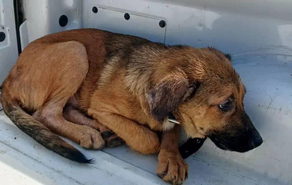 ۵ ماهه سگ نَر|سگ|رشت, حومه رشت|دیوار