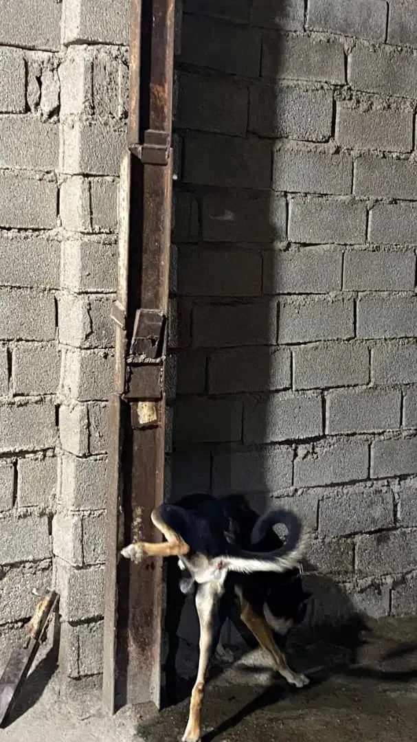 فروشی|سگ|اهواز, کوی طلاب|دیوار