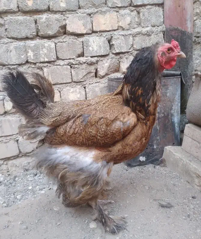 مرغ و خروس نژاد دار|حیوانات مزرعه|قم, قلعه کامکار|دیوار