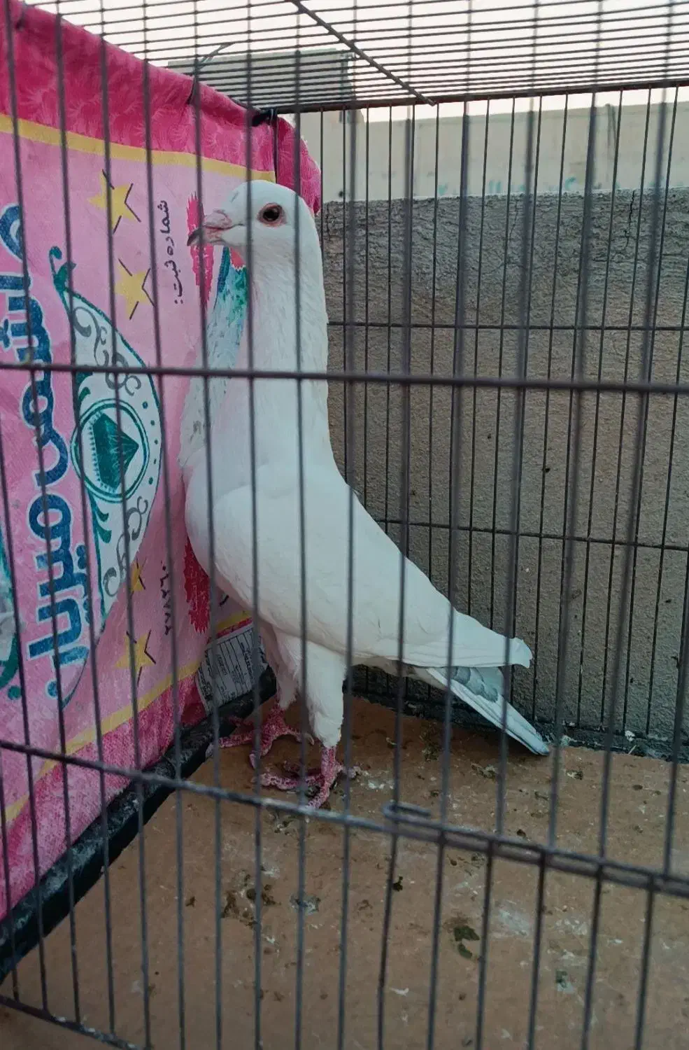 نوک گنده زد خوردی|پرنده|قم, انسجام|دیوار