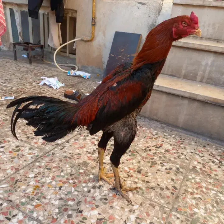 کود مرغی|حیوانات مزرعه|اصفهان, ناصرخسرو|دیوار