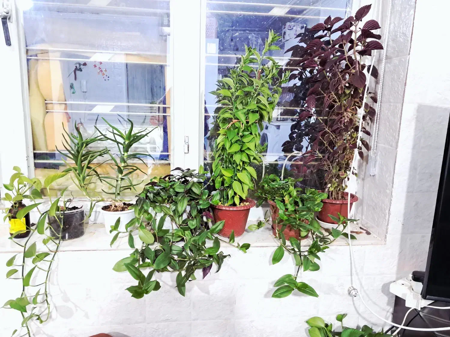 گل طبیعی حسن یوسف وپتوس و پدیلانتوس|گل و گیاه طبیعی|شیراز, گویم|دیوار