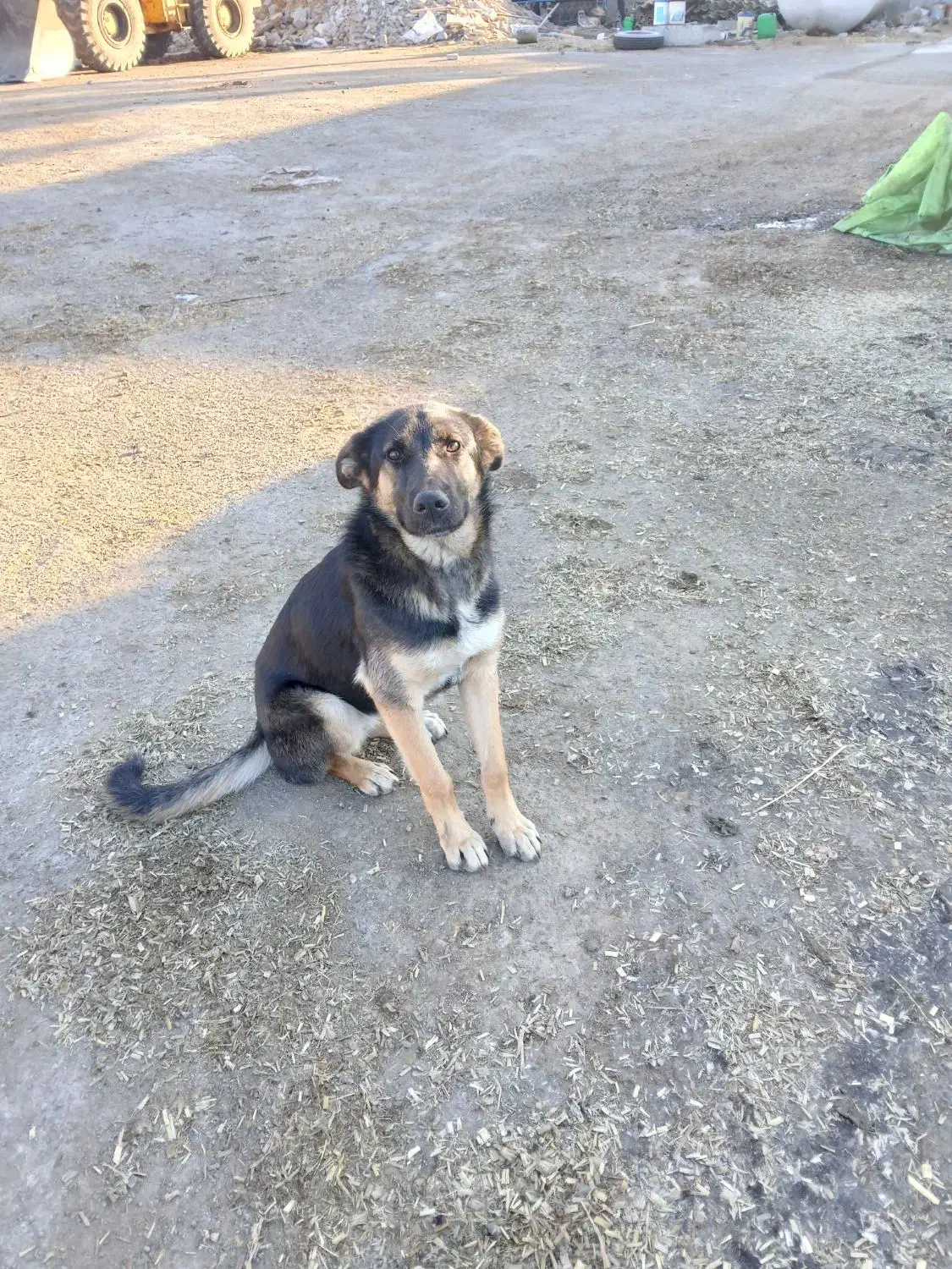 سگ ژرمن|سگ|مشکیندشت, |دیوار