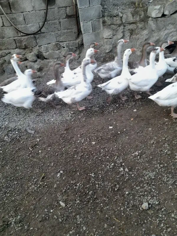 غاز محلی|حیوانات مزرعه|انگوت, |دیوار