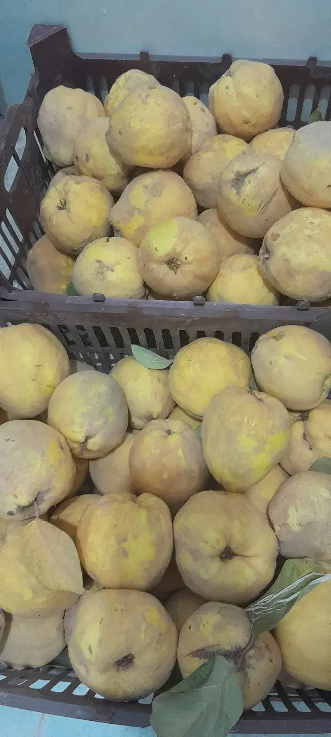 به شیرین و خوش طعم|خوردنی و آشامیدنی|سبزوار, امیریه|دیوار