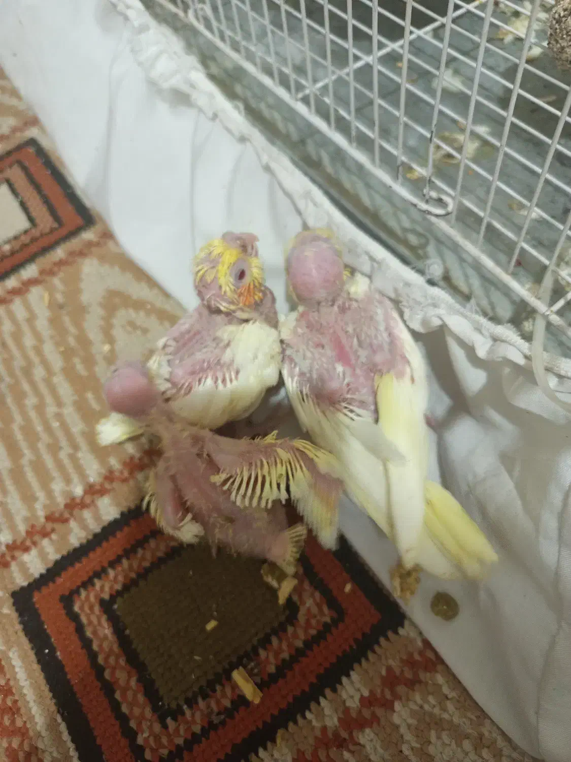 پرنده|پرنده|مشهد, کوی ولیعصر|دیوار