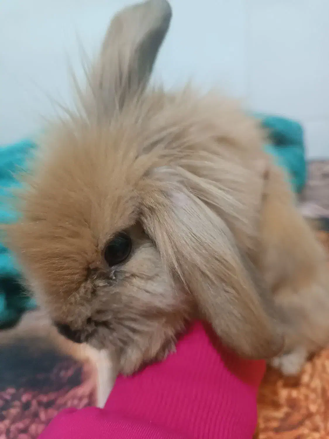 خرگوش لپ|موش و خرگوش|یزد, |دیوار